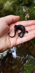 Cynops pyrrhogaster