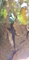 Cynops pyrrhogaster