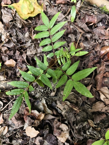 Image of Zanthoxylum ailanthoides by no rights reserved