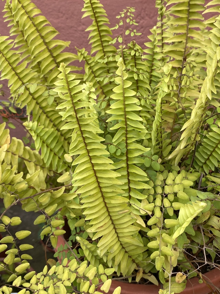 Nephrolepis exaltata