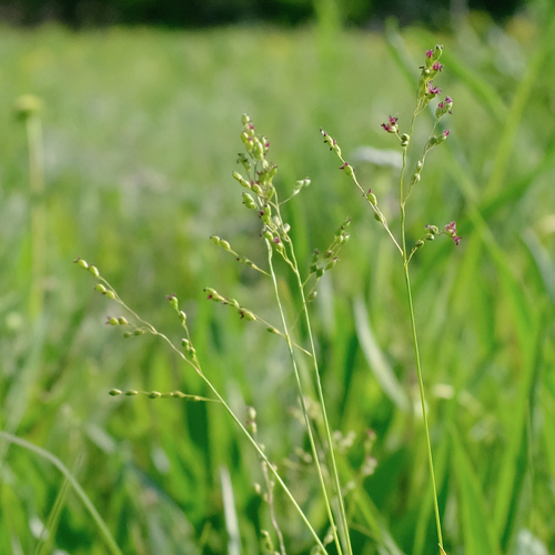 Dichanthelium perlongum