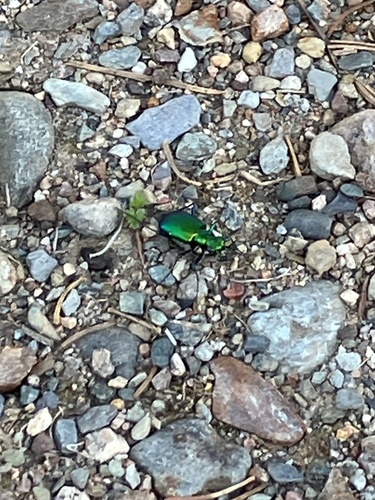 Laurentian Tiger Beetle photo 4