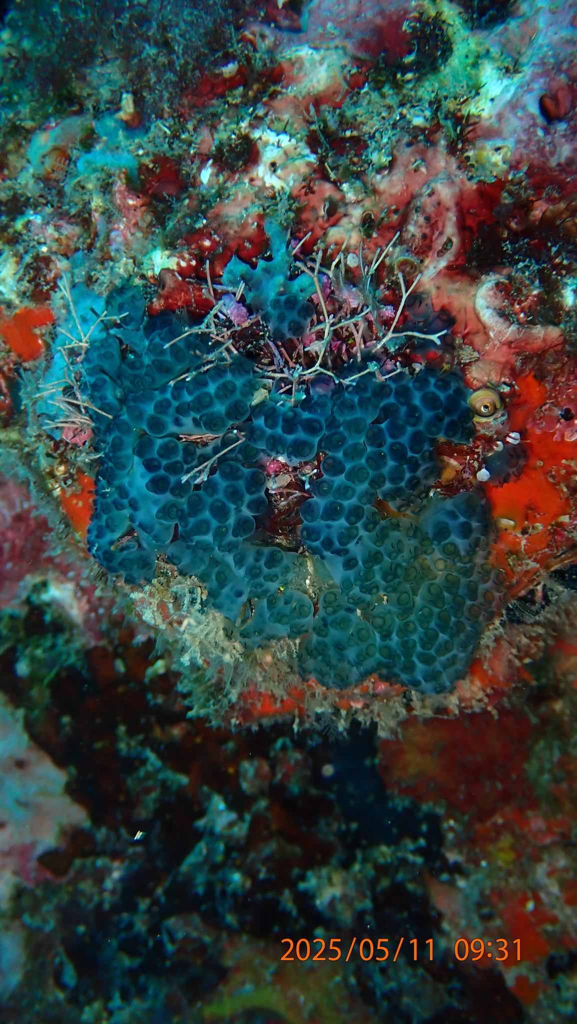 Sigillina signifera (Sluiter, 1909)