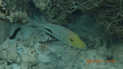 Lethrinus semicinctus observed 2025-05-11