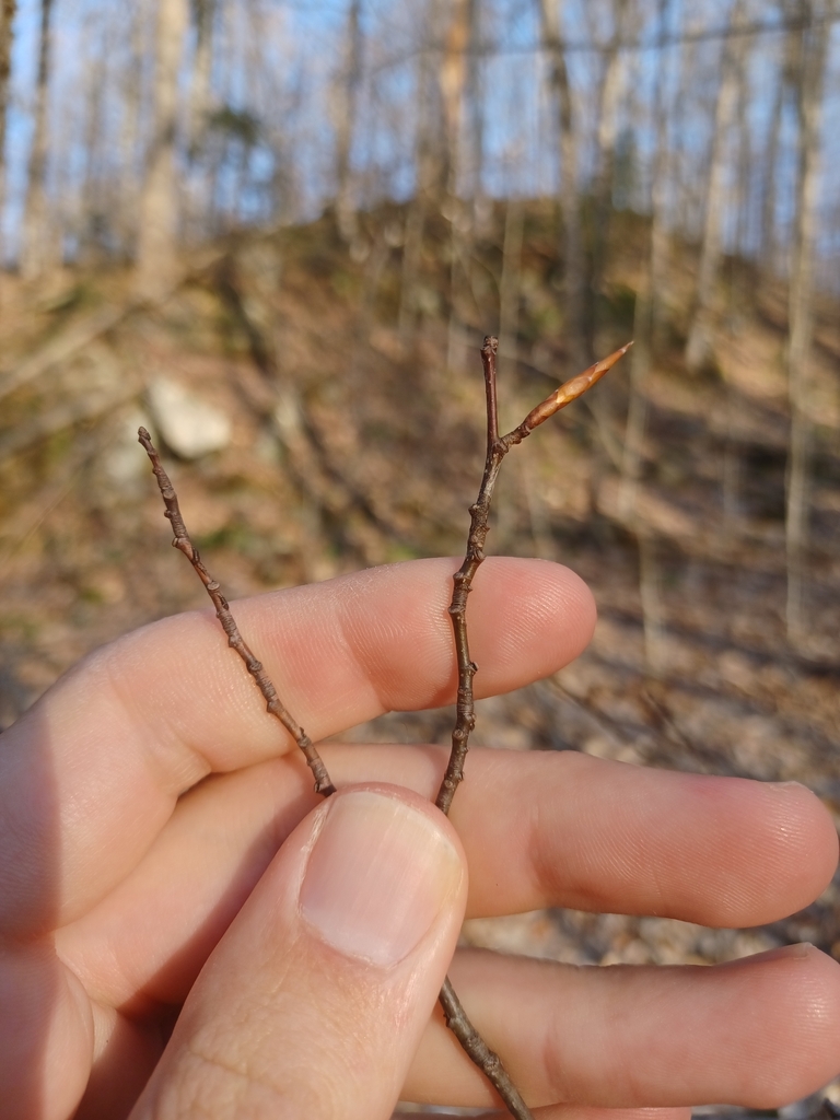 Fagus