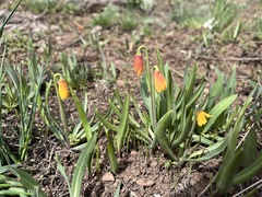 Fritillaria pudica