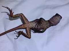Bocourt's Dwarf Iguana photo 4