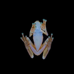 Rosenberg's Gladiator Treefrog photo 3
