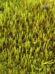 Ceratodon