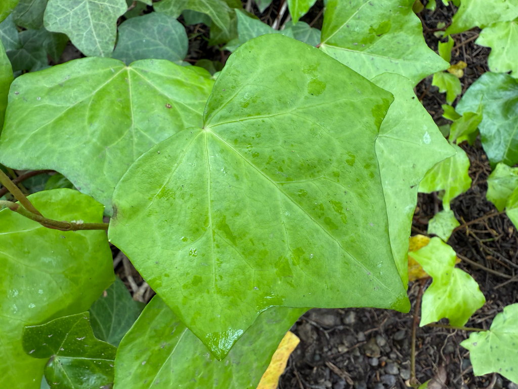Hedera helix