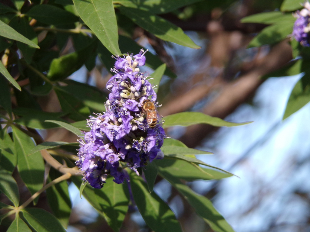 Apis mellifera