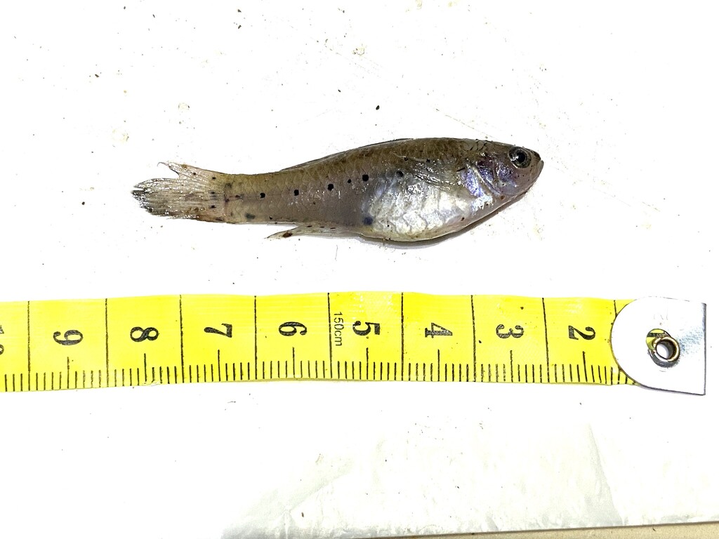 Stigmatogobius pleurostigma (Stigmatogobius pleurostigma)