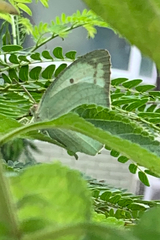 Catopsilia pyranthe