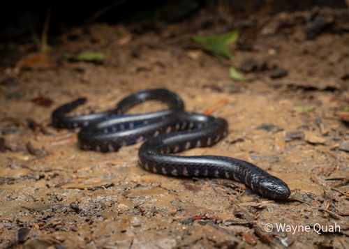 Selangor Mud Snake