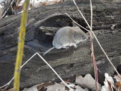 Clethrionomys glareolus