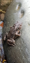 Bufo formosus