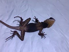 Bocourt's Dwarf Iguana photo 3