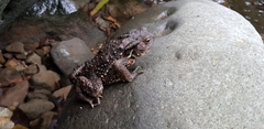 Bufo formosus