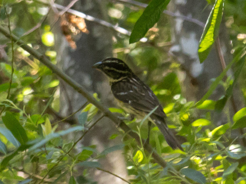 iNaturalist observation photo of Black-headed Grosbeak