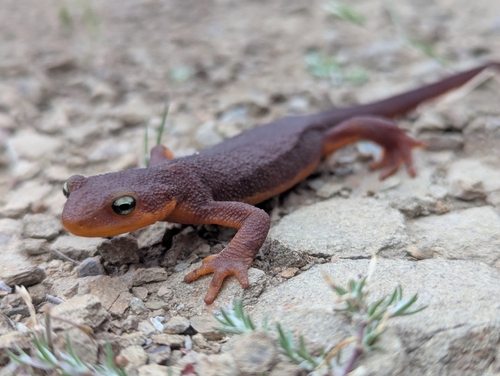 iNaturalist observation photo of California Newt