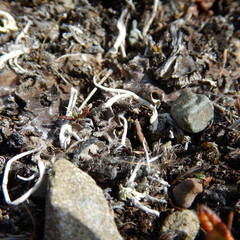 Thamnolia vermicularis vermicularis