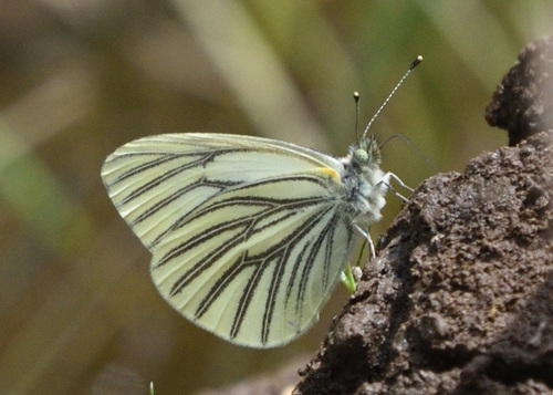 Margined White