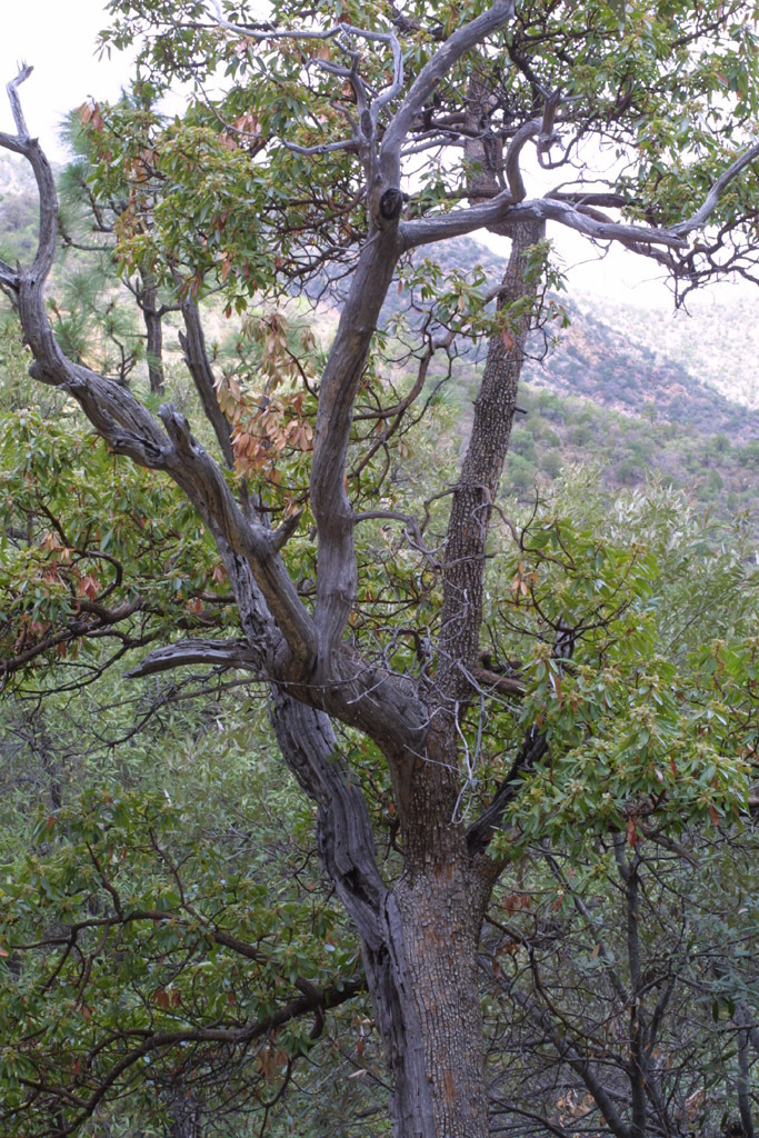 Arizona Madrone (Trees & Shrubs Of Chiricahua National Monument ...