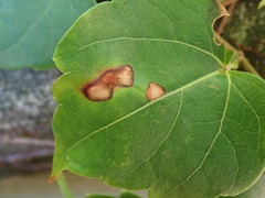 Phyllosticta ampelicida