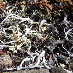 Thamnolia vermicularis vermicularis