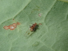 Drepanaphis carolinensis