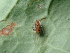 Drepanaphis carolinensis