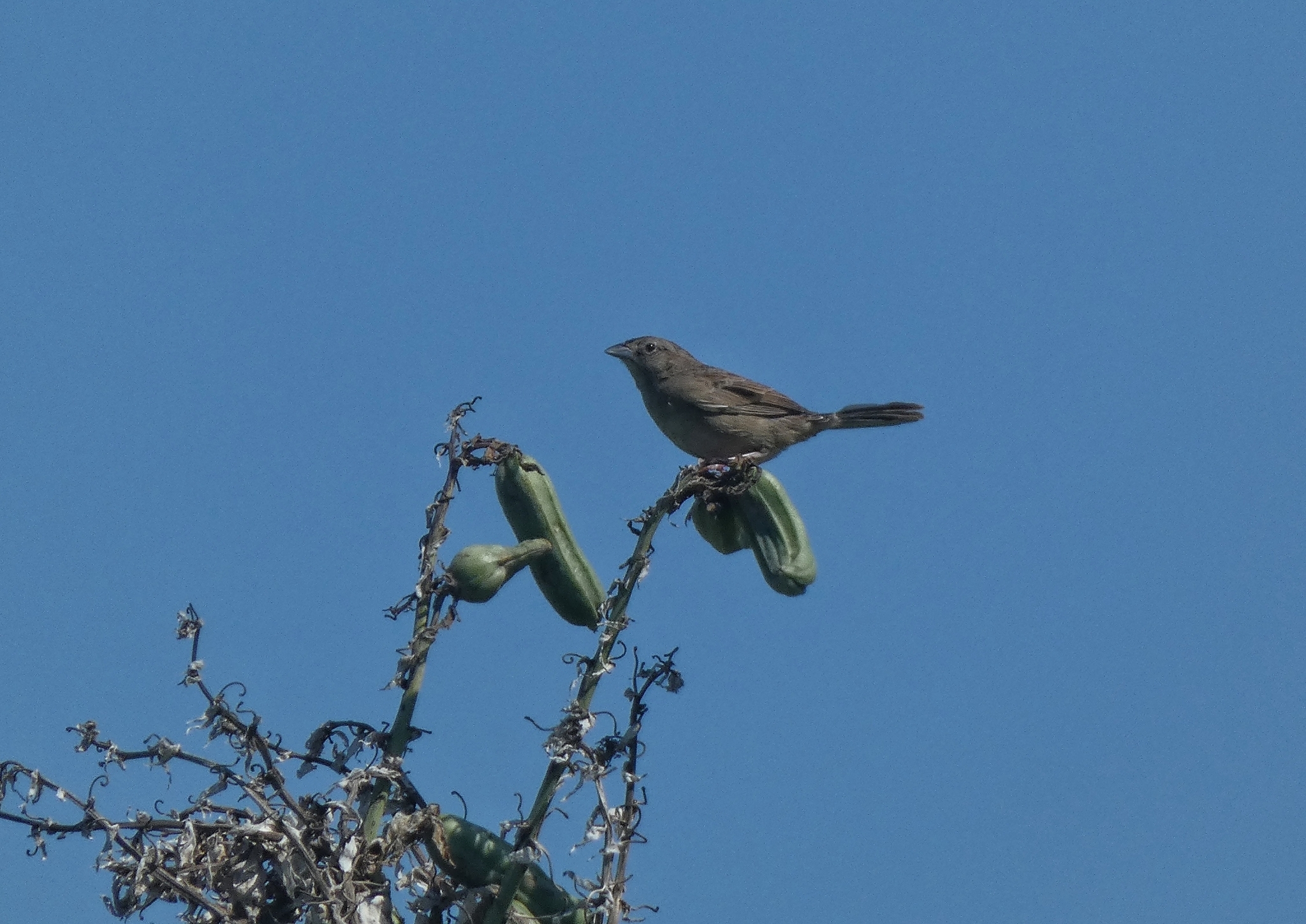 Botteri's Sparrow (Peucaea botterii), photo 3
