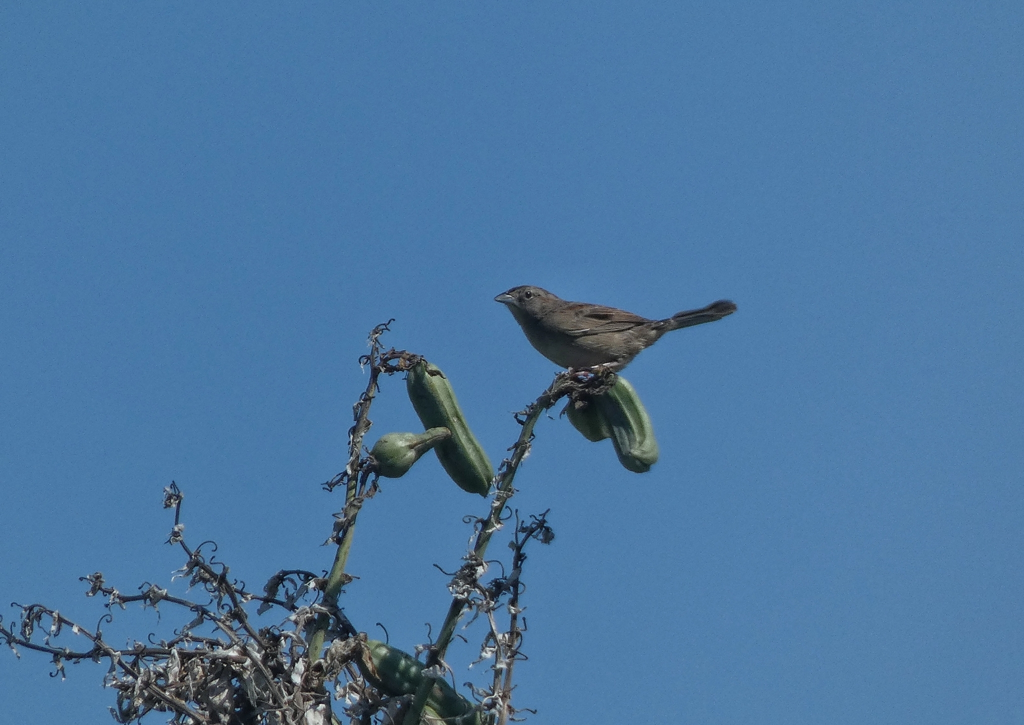 Botteri's Sparrow (Peucaea botterii), photo 4