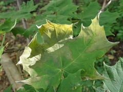 Xylella fastidiosa