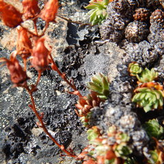 Saxifraga bronchialis funstonii