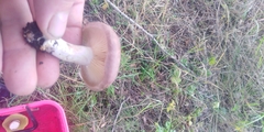 Lactarius flexuosus