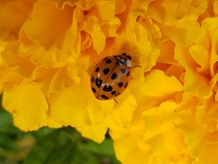 Harmonia axyridis