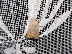 Agrochola laevis