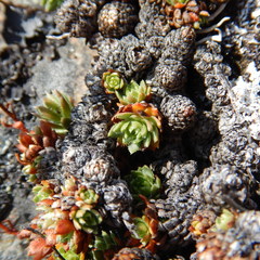 Saxifraga bronchialis funstonii