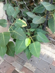 Ficus religiosa