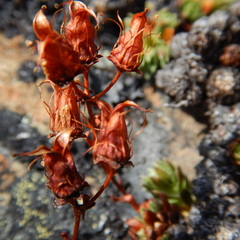 Saxifraga bronchialis funstonii