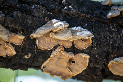 iNaturalist observation photo of hairy curtain crust