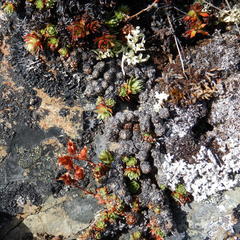 Saxifraga bronchialis funstonii