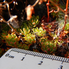 Saxifraga bronchialis funstonii