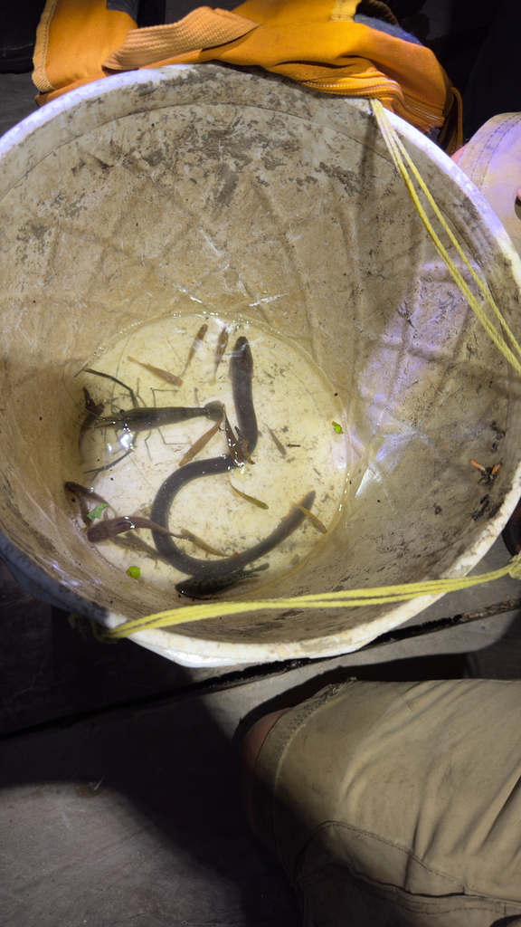 Dikkop-moerasaal (Ophisternon aenigmaticum) — Synbranchidae