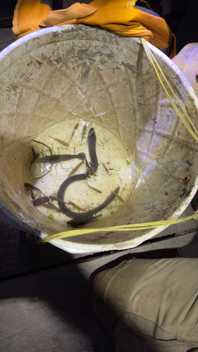 Fatlips swamp eel (Ophisternon aenigmaticum) — Synbranchidae