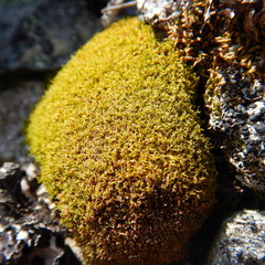 Hymenoloma crispulum