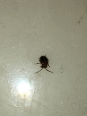 Prionocyphon limbatus