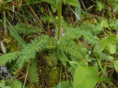 Pedicularis elongata
