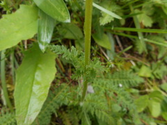 Pedicularis elongata